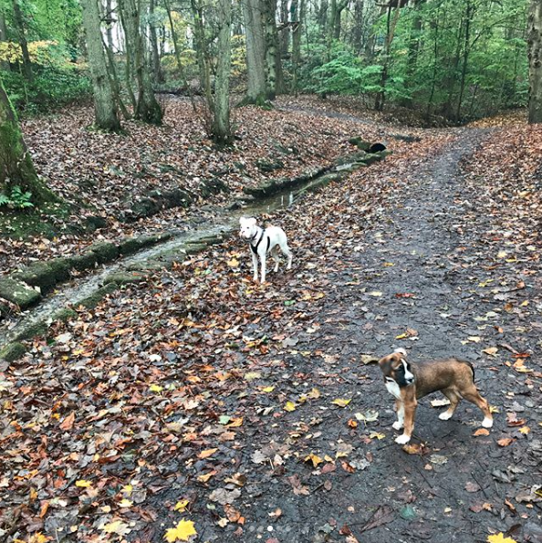 Top 3 Places To Walk Your Mischievous Dog In Manchester 2 walk your mischievous dog in Manchester - Heaton Park Woods